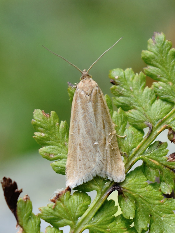 Aiuto per identificazione Tortricidae - Eana osseana